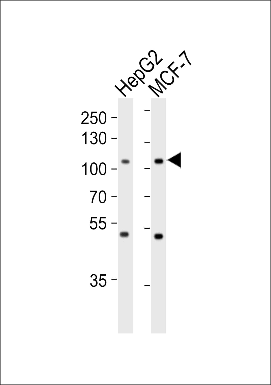 Monoclonal Mouse anti-Human MAP4K3 / GLK Antibody (WB)