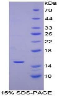 Horse CCL2 / MCP1 Protein (Recombinant His-T7)