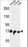 IHC-plus™ FAM40A Antibody (aa352-381)