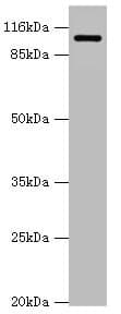AP2A2 Antibody