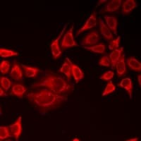 PINK1 Antibody