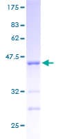 Human HINT / HINT1 Protein (Recombinant GST)