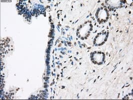 FCGR2 / CD32 Antibody (clone OTI19C10)