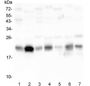 CAV3 / Caveolin 3 Antibody