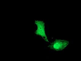 UBE2M / UBC12 Antibody (clone OTI2D9)