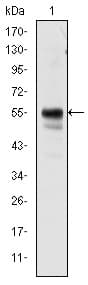 IHC-plus™ Monoclonal Mouse anti-Human AML1 / RUNX1 Antibody (clone 5A1, IHC, IF, WB)