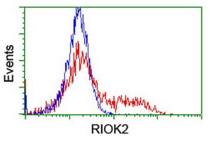 RIOK2 Antibody (aa277-552, clone OTI5D11, Carrier-free)