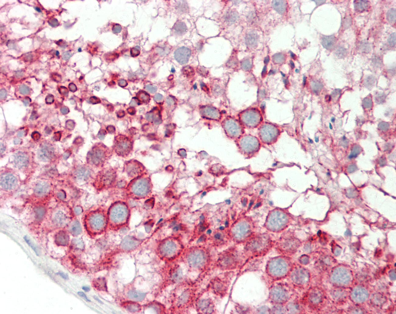 BMP8A Antibody (aa26-75)