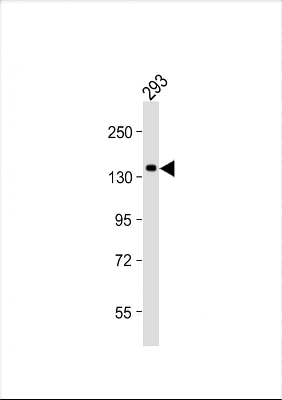 SEC24B Antibody (C-Terminus)
