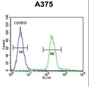 TTR / Transthyretin Antibody (aa71-98)