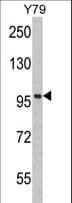 IHC-plus™ KPNB1 / Importin Beta Antibody (aa190-216)