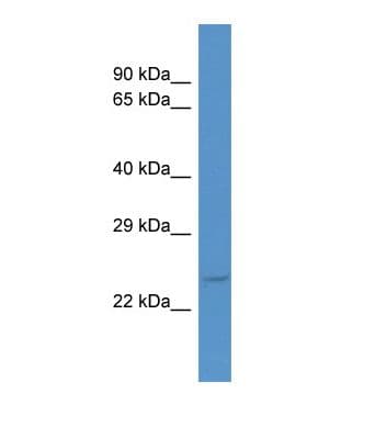 MORF4L1 / MRG15 Antibody (aa264-313)