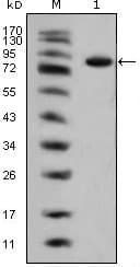 Monoclonal Mouse anti-Human ISLET-1 / ISL1 Antibody (clone 1B1, IF, WB)
