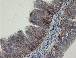 DPH2 Antibody (clone OTI3A12)