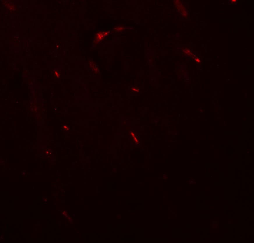 IHC-plus™ BF1 / FOXG1 Antibody