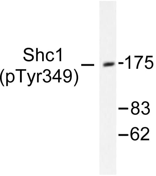 p66 / SHC Antibody (phospho-Tyr349)