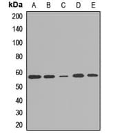 DMAP1 Antibody