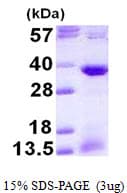 Human ATF1 Protein (Recombinant His)