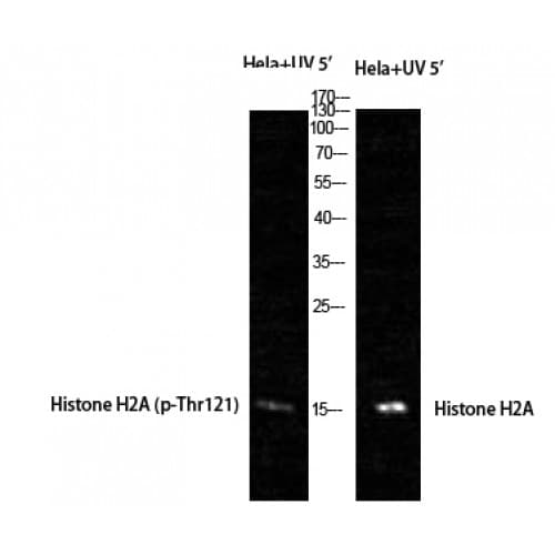 Histone H2A Antibody (60-140 aa)