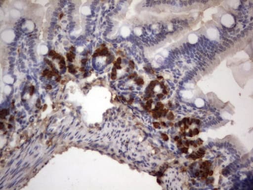 IdU / Iododeoxyuridine Antibody (clone 16F1)
