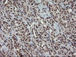 OTUB1 / OTU1 Antibody (clone OTI2H1, Carrier-free)