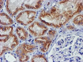 MEF2C Antibody (clone OTI2F2)