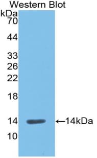 REN / Renin 1 Antibody (aa275-389)