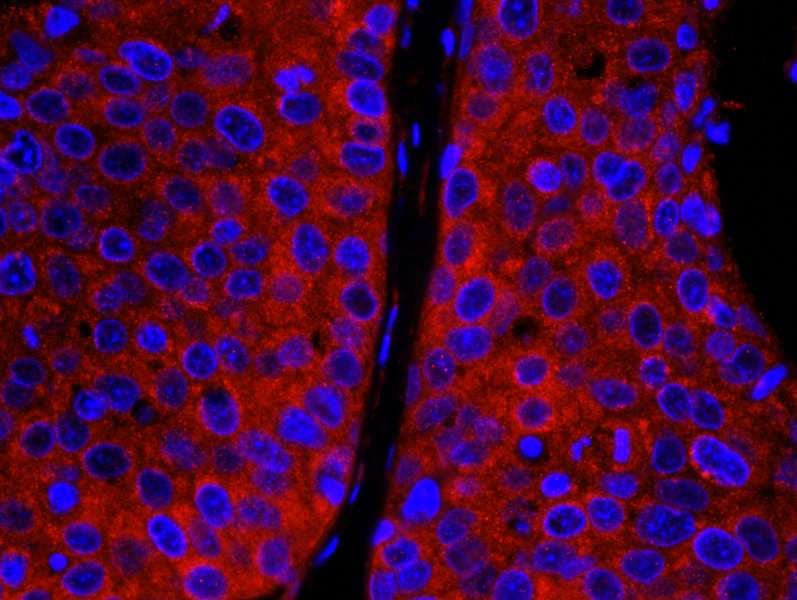 IHC-plus™ CAD Antibody (aa1650-1700)