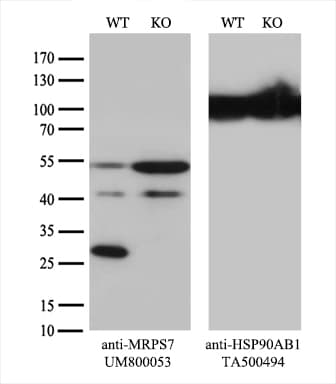 MRPS7 Antibody (aa38-242, clone UMAB156)
