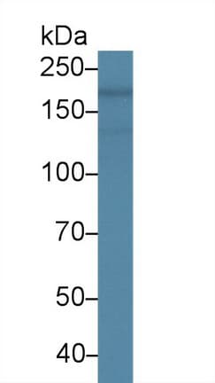 NES / Nestin Antibody