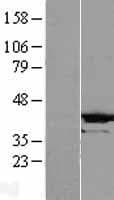 CRYZL1 Protein (Over-Expression Lysate Myc-DDK (Flag))