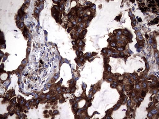 CD63 Antibody (clone OTI2A2E2)