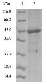 Human NEDD8 Protein (Recombinant GST, N-terminus)