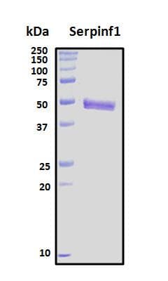 Mouse SERPINF1 / PEDF Protein (Recombinant His, N-Terminal)