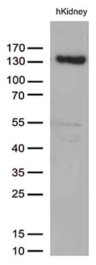 PECAM-1 / CD31 Antibody (clone UMAB164)