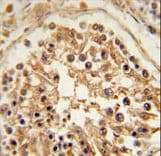 SHCBP1 Antibody (aa500-528)