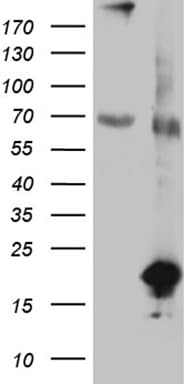SDHAF1 Antibody (clone OTI5C1, Carrier-free)