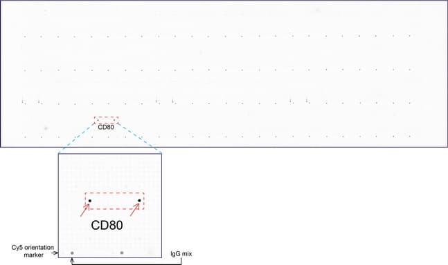 CD80 Antibody (clone UMAB65)
