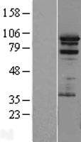 PRAM1 Protein (Over-Expression Lysate Myc-DDK (Flag))