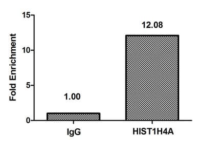 HIST1H4I Antibody