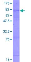Human GCNT2 Protein (Recombinant GST)