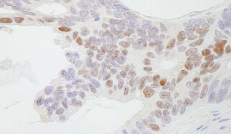 CDX2 Antibody (aa275-C-term)