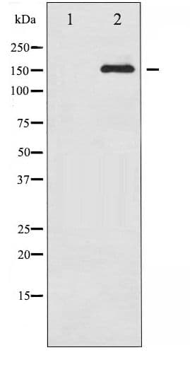 Polyclonal Rabbit anti-Human CD45 / LCA Antibody (phospho-Ser1007, IF, WB)