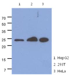 Monoclonal Mouse anti-Human MRRF Antibody (clone AT7D10, WB)