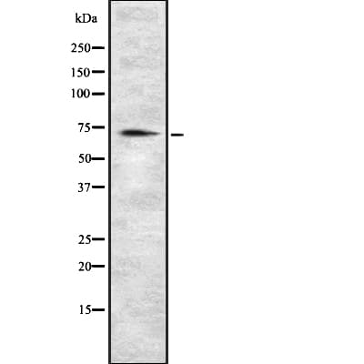 C18orf8 / MIC1; Antibody
