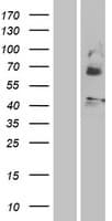 MLNR/GPR38/Motilin Receptor Protein (Over-Expression Lysate Myc-DDK (Flag))