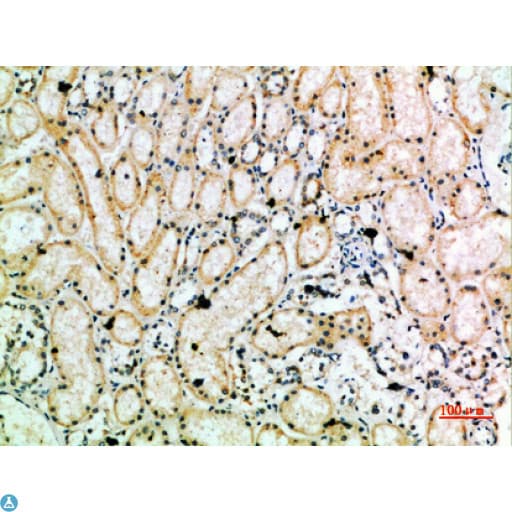TRAP1 / HSP75 Antibody
