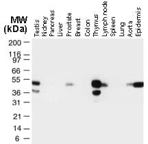 TRAF1 Antibody (aa1-22)