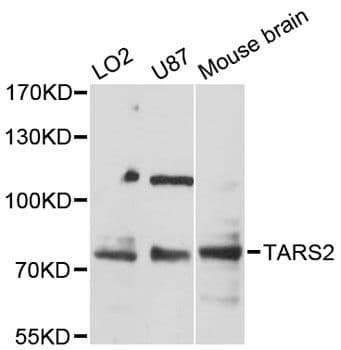 TARS2 / TARSL1 Antibody