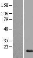 HIST1H2BE Protein (Over-Expression Lysate Myc-DDK (Flag))